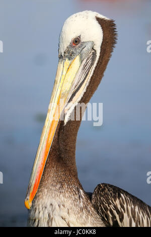 Ritratto di Brown Pelican (Pelecanus occidentalis) nella Baia di Paracas, Perù. Paracas baia è ben noto per la sua abbondante fauna selvatica. Foto Stock