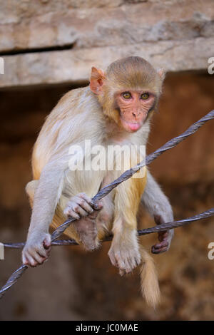 Macaco Rhesus (macaca mulatta) giocando su un filo a Jaipur, India. Jaipur è il capitale e la più grande città dello stato indiano del Rajasthan. Foto Stock