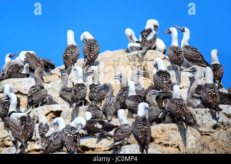 Colonia di sule peruviana (Sula variegata) in isole Ballestas riserva in Perù. Isole Ballestas sono un importante santuario per la fauna marina. Foto Stock