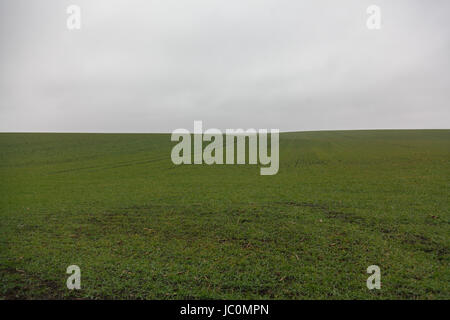 Grande campo con colture invernali a nebbioso giorno Foto Stock