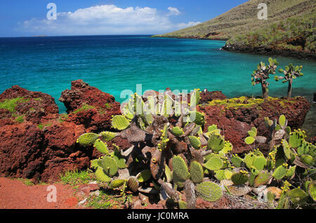 Le Galapagos ficodindia sull isola Rabida in Galapagos National Park, Ecuador. È endemico delle Isole Galapagos. Foto Stock