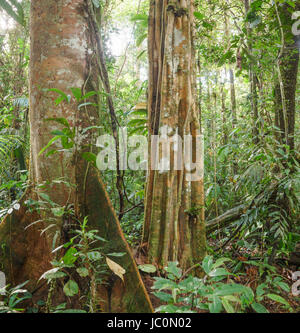 Gli alberi della foresta pluviale con radici quadrate (sinistra) e trunk scanalati (a destra) nell'Amazzonia ecuadoriana. Foto Stock