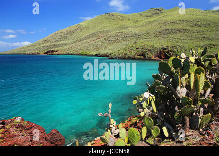 Le Galapagos ficodindia sull isola Rabida in Galapagos National Park, Ecuador. È endemico delle Isole Galapagos. Foto Stock