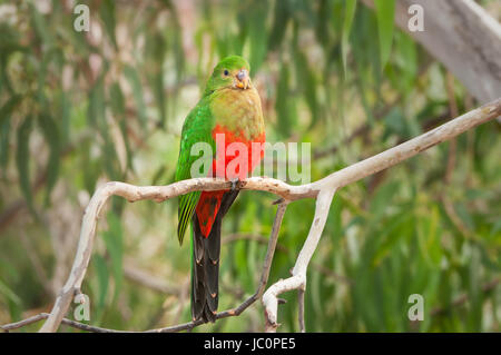 Colorate re australiano pappagallo seduto in una struttura ad albero di gomma. Foto Stock