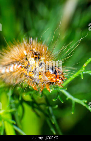 Stadio di larva del pugnale rosso moth Foto Stock