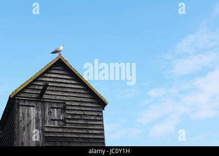 Un lone seagull si erge con orgoglio sul tetto di un tradizionale weathered clapboard Capanna di pesca. Copy-spazio contro un Cielo di estate blu. Foto Stock