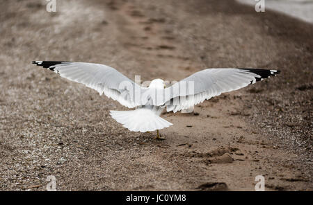 Seagull sulla spiaggia di sabbia con le ali e la coda allungata fuori. Foto Stock