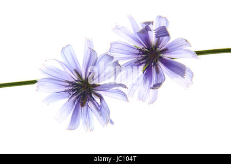 Gewöhnliche Wegwarte oder Zichorie (Cichorium intybus), blühende Pflanze freigestellt vor weißem Hintergrund Foto Stock