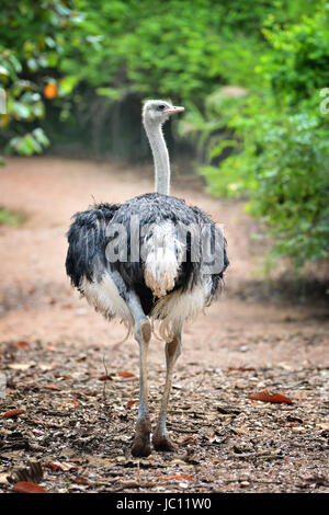 Ostrich stare in piedi da solo nella natura Foto Stock