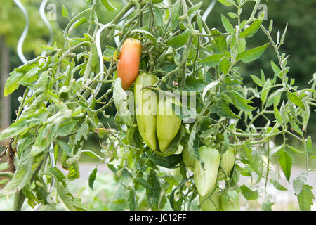 ZUELPICH, deutschland - JULI 27: Landesgartenschau Zuelpich 2014. Foto Stock
