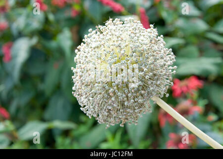 ZUELPICH, deutschland - JULI 27: Landesgartenschau Zuelpich 2014. Foto Stock