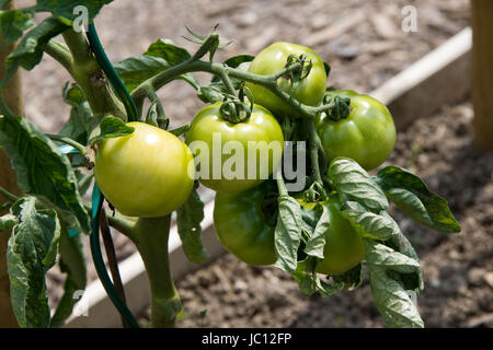 ZUELPICH, deutschland - JULI 27: Landesgartenschau Zuelpich 2014. Foto Stock