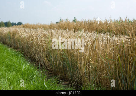 ZUELPICH, deutschland - JULI 27: Landesgartenschau Zuelpich 2014. Foto Stock