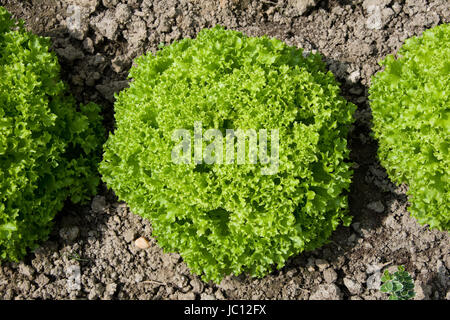 ZUELPICH, deutschland - JULI 27: Landesgartenschau Zuelpich 2014. Foto Stock
