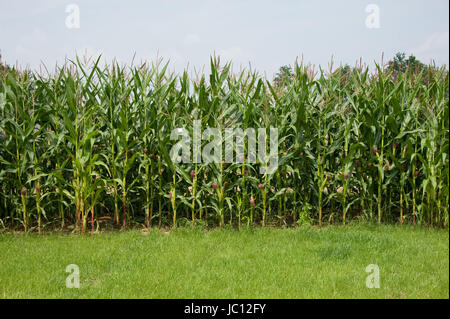 ZUELPICH, deutschland - JULI 27: Landesgartenschau Zuelpich 2014. Foto Stock