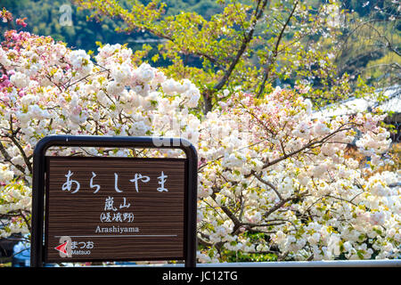 Kyoto, Giappone - 14 Aprile 2013: fiore di ciliegio in Arashiyama, Kyoto, Giappone. Vista giapponese Foto Stock