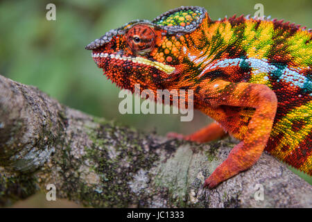 Colorato Panther chameleon (Furcifer pardalis), Andasibe-Mantadia Parco nazionale del Madagascar Foto Stock
