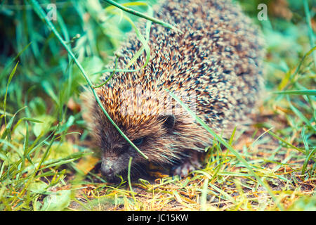 A piedi hedgehog in erba Foto Stock