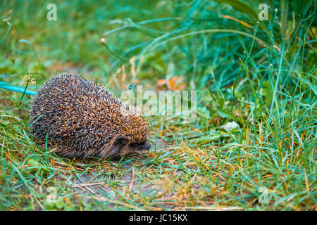 A piedi hedgehog in erba Foto Stock