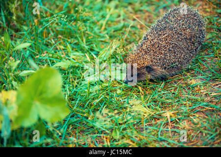 A piedi hedgehog in erba Foto Stock