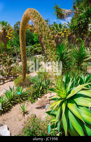 Cagliari, Orto Botanico, vista di enorme coda di volpe Agave cactus in piante succulente nella zona del giardino botanico di Cagliari, Sardegna. Foto Stock