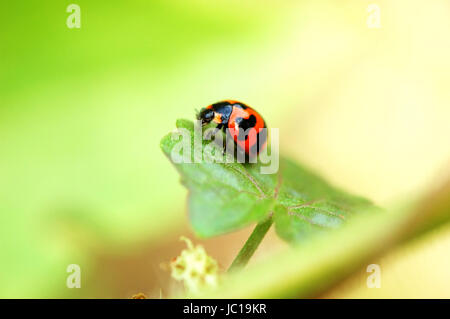 Una coccinella stare su una foglia verde Foto Stock