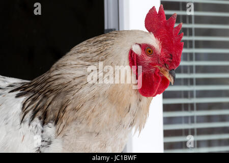 La Rooster sul davanzale closeup Foto Stock