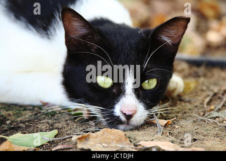 Feral cat in un umore triste - sparato a Heritage Park, Abu Dhabi Foto Stock