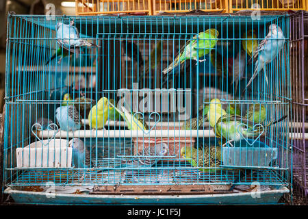 Gli uccelli per la vendita nel mercato degli uccelli di hong kong Foto Stock