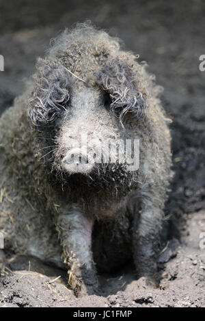 Un maiale Mangalica in Ungheria Foto Stock