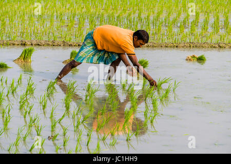 Un agricoltore sta lavorando su un campo di riso con giovani piante di riso in ambiente rurale del borgo Città nuova Foto Stock