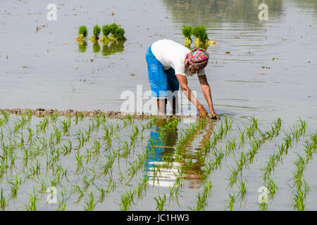 Un agricoltore sta lavorando su un campo di riso con giovani piante di riso in ambiente rurale del borgo Città nuova Foto Stock