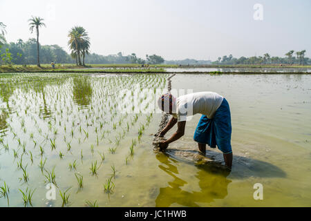 Un agricoltore sta lavorando su un campo di riso con giovani piante di riso in ambiente rurale del borgo Città nuova Foto Stock