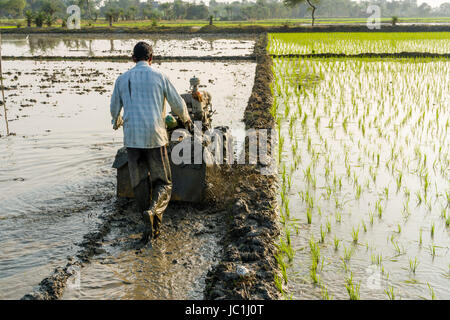 Un agricoltore sta lavorando su un campo di riso con un coltivatore rotativo in ambiente rurale del borgo Città nuova Foto Stock