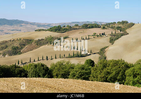 Zypressenkurve im Herbst - cypress curva in autunno 04 Foto Stock