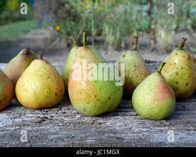 Raccolta fresca di pere (Suzanne's orto, Le Pas, Mayenne, Francia). Foto Stock