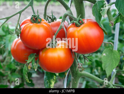 La coltivazione di pomodori in un orto. Foto Stock