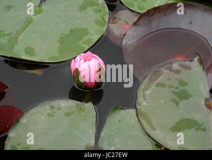 Beijin, Beijin, Cina. Il 6 giugno, 2017. Pechino, Cina-6 Giugno 2017: (solo uso editoriale. Cina OUT).i fiori di loto blossom presso il laghetto di loto Park di Pechino, Giugno 6th, 2017. Credito: SIPA Asia/ZUMA filo/Alamy Live News Foto Stock