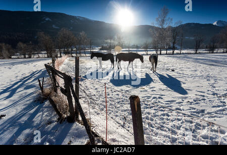 Tre bellissimi cavalli al paddock esterni nel giorno nevoso Foto Stock