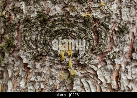 Primo piano della resina giallo che scorre fuori del danneggiato di corteccia di albero Foto Stock