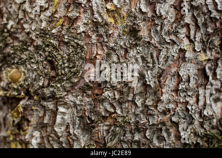 Closeup texture di pino di corteccia di albero Foto Stock