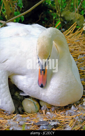 Un Cigno proteggere le sue uova e recentemente Cygnets tratteggiata Foto Stock