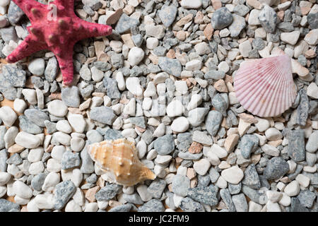 Texture di mare coperta da ciottoli colorati, conchiglie e starfishes Foto Stock