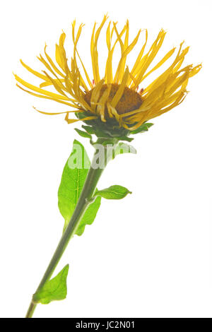Echter su Alant (Inula helenium) - eine Blüte freigestellt vor weißem Hintergrund Foto Stock