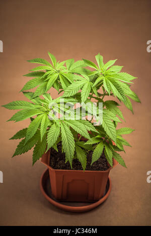 La cannabis pianta femmina in vaso, Indica ibrido dominante in fase vegetativa. Foto Stock