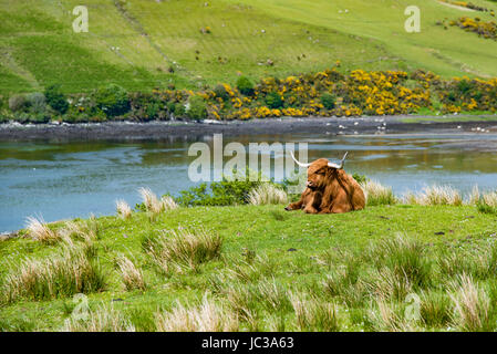 Uno Scottish bull pascolare nei prati vicino all'acqua Foto Stock