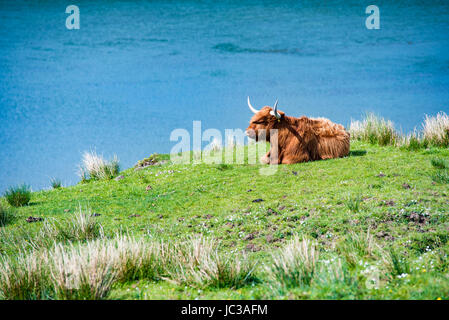 Uno Scottish bull pascolare nei prati vicino all'acqua Foto Stock