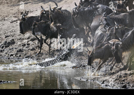 Gnu (Connochaetes taurinus) attaccato da Crocodile (Crocodylus niloticus) nel fiume Grumeti, Serengeti National Park, Tanzania Foto Stock