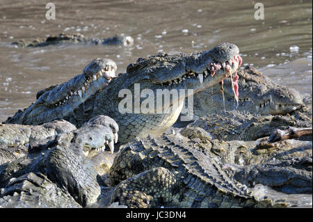 Coccodrilli del Nilo (Crocodylus niloticus) mangiare, fiume Grumeti, Serengeti National Park, Tanzania. Foto Stock