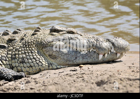 Coccodrillo del Nilo (Crocodylus niloticus) ritratto, fiume Grumeti, Serengeti National Park, Tanzania. Foto Stock